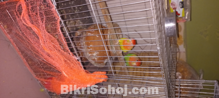 এক জোড়া রানিং লাভবার্ডস কম দামে